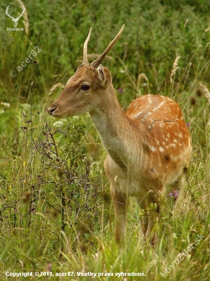 danček