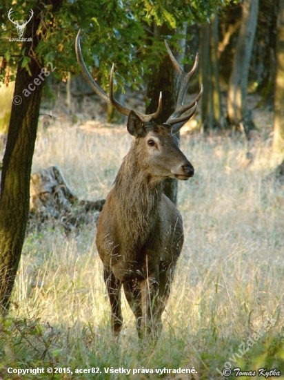 zvedavý