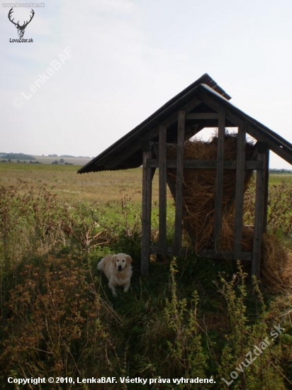 Buddy išiel krmiť