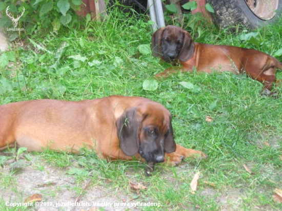 Bavorský farbiar 2010 - chovná stanica Bročkeje dolina