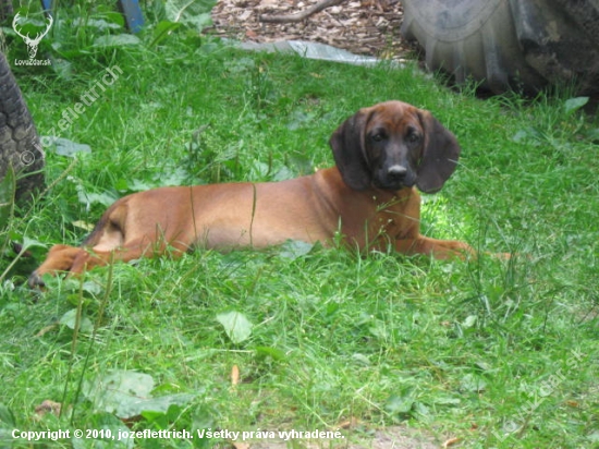 Bavorský farbiar 2010 - chovná stanica Bročkeje dolina