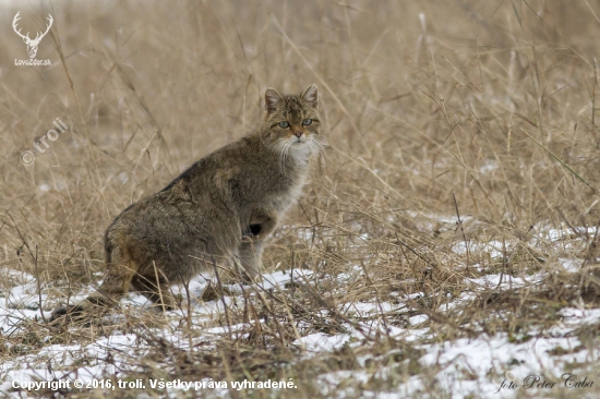 Mačka divá (Felis silvestris)