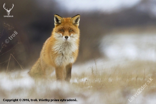 Vulpes vulpes