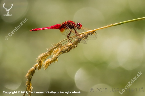 Crocothemis erythraea...