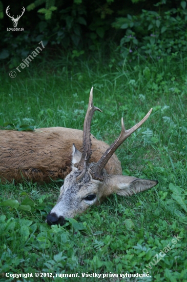 lahôdka pre srnčiarov