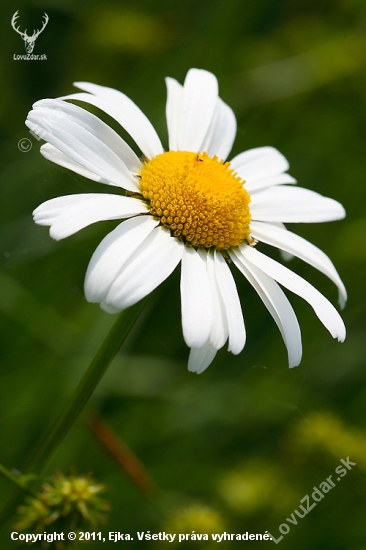 Margarétka