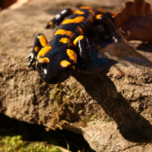 Salamandra