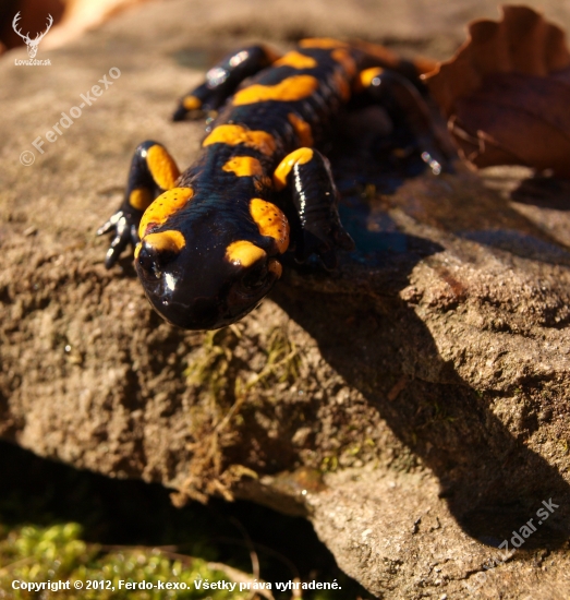 Salamandra