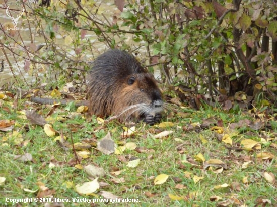 nutria