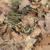 salamandra