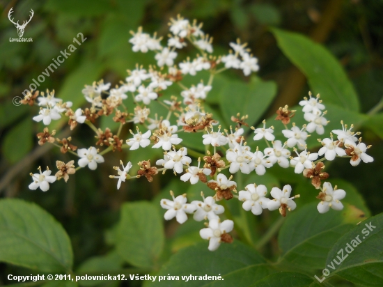 Baza čierna (Sambucus nigra)