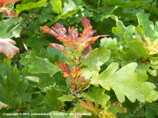 Dub letný (Quercus robur)