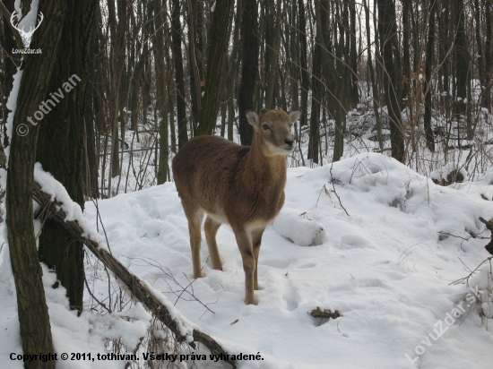 BAMBI