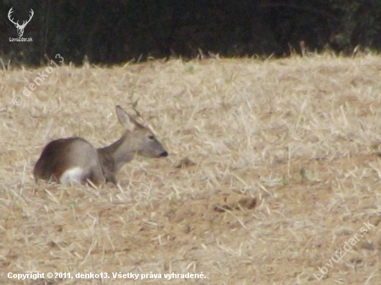 srna (capreolus capreolus)