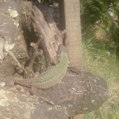 jasterica zelena (Lacerta viridis)