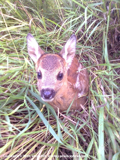 bambi 2