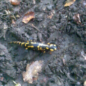 salamandra