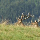 Jeleň lesný (Cervus elaphus)