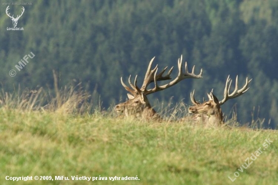 Jeleň lesný (Cervus elaphus)