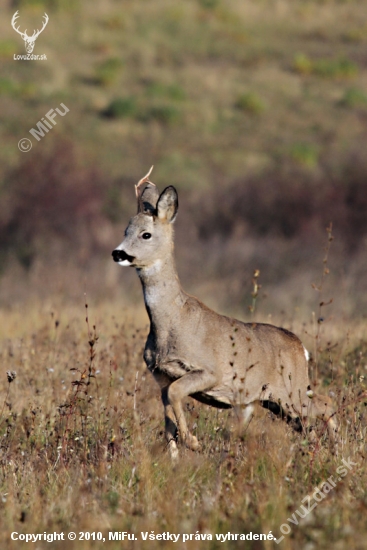 Srnček (Capreolus capreolus)