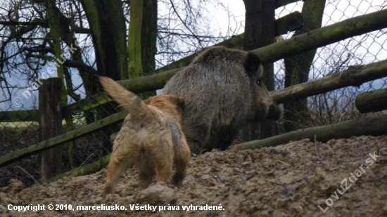 Brown Berry Slovakia Lutra- Border Terier v akcii...