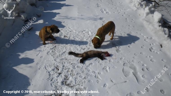 Bordíci v akcii