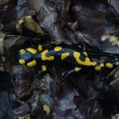 Salamandra salamandra