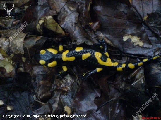 Salamandra salamandra