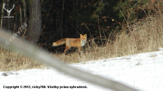 Vulpes Vulpes