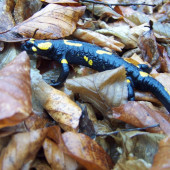 salamander