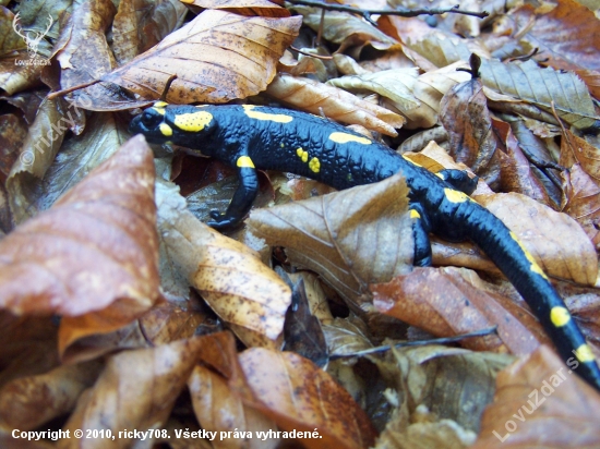 salamander