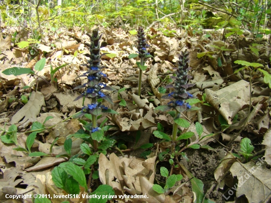 Zbehovec plazivý - Ajuga reptans