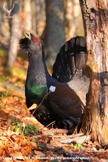 Tetrov hlucháň (Tetrao urogallus)