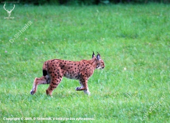 Rys ostrovid - Lynx lynx -niečo z archívu