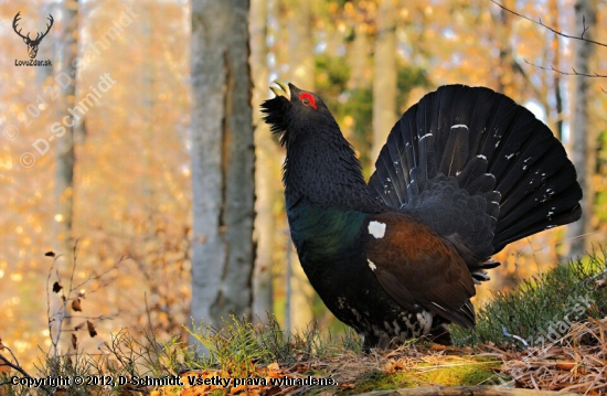 Tetrov hlucháň-Tetrao urogallus