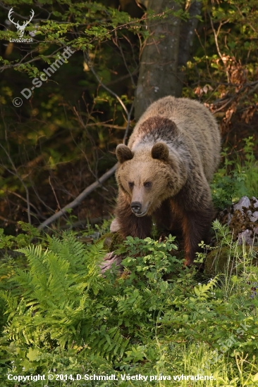 Medveď hnedý (Ursus arctos)