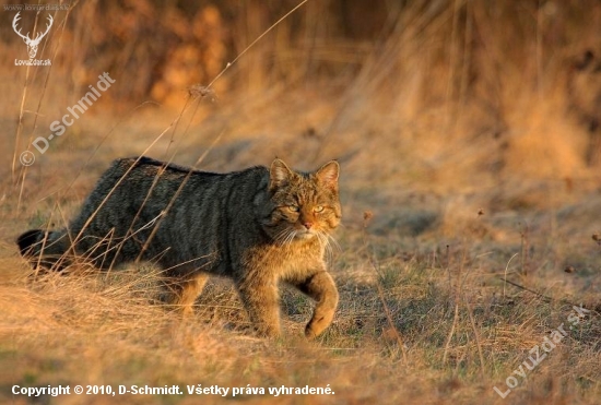 Mačka divá- Felis silvestris-I