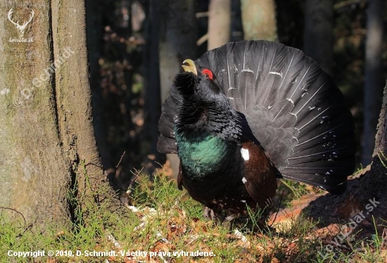 Tetrov hlucháň (Tetrao urogallus)