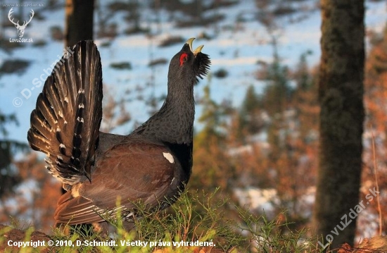 Tetrov hlucháň (Tetrao urogallus)