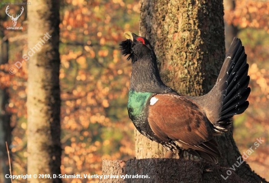 Tetrov hlucháň (Tetrao urogallus)