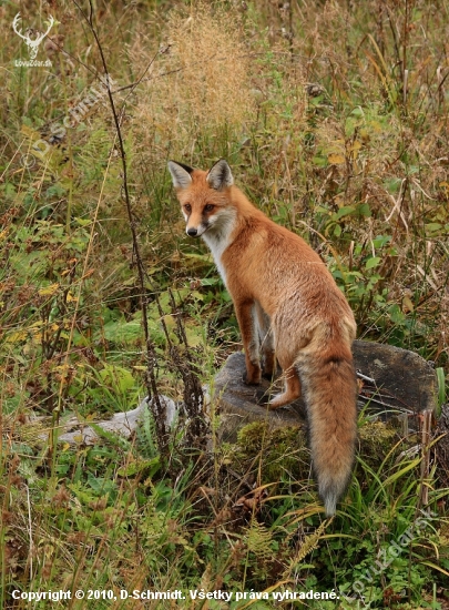 Líška hrdzavá (Vulpes vulpes)