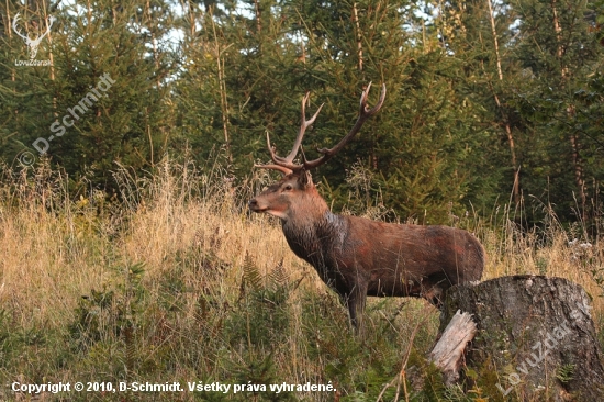 Jeleň lesný (Cervus elaphus)-Ruja 2007