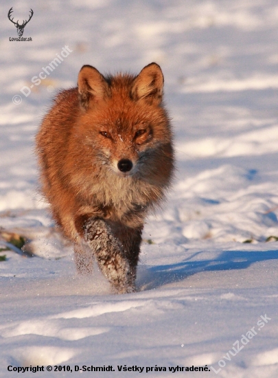 Jedna z archívu-Líška obyčajná-Vulpes vulpes