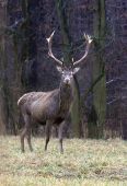 Jeleň lesný (Cervus elaphus)-