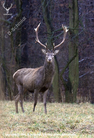 Jeleň lesný (Cervus elaphus)-