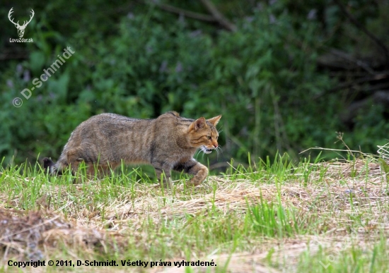 Mačka divá-Felis silvestris