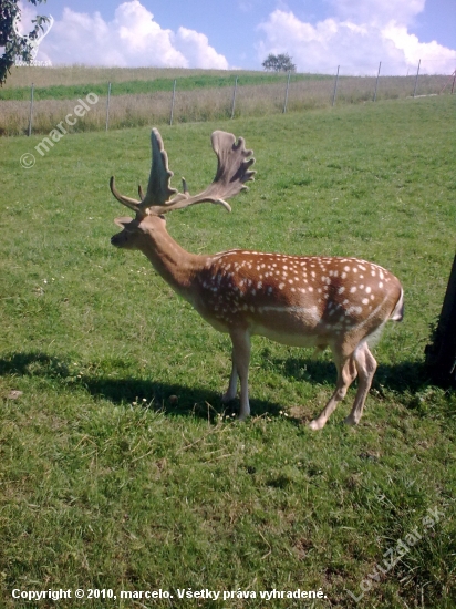 Bude s neho niečo ??