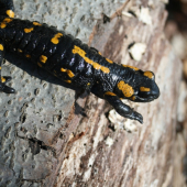 Salamandra škvrnitá