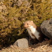 Kuna skalná  Martes foina