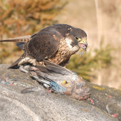 Sokol sťahovavý  Falco peregrinus